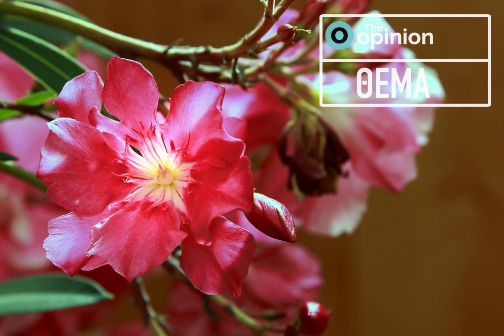 Ο… πόλεμος της πικροδάφνης: Αντιδράσεις για την απομάκρυνση από τα σχολεία