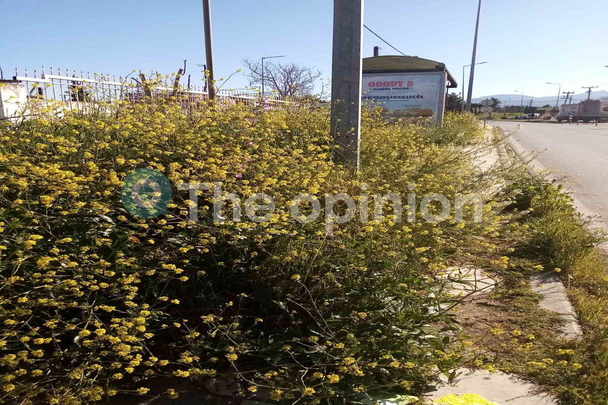 Χόρτα «έπνιξαν» στάση λεωφορείου στην Πυλαία (ΦΩΤΟ)