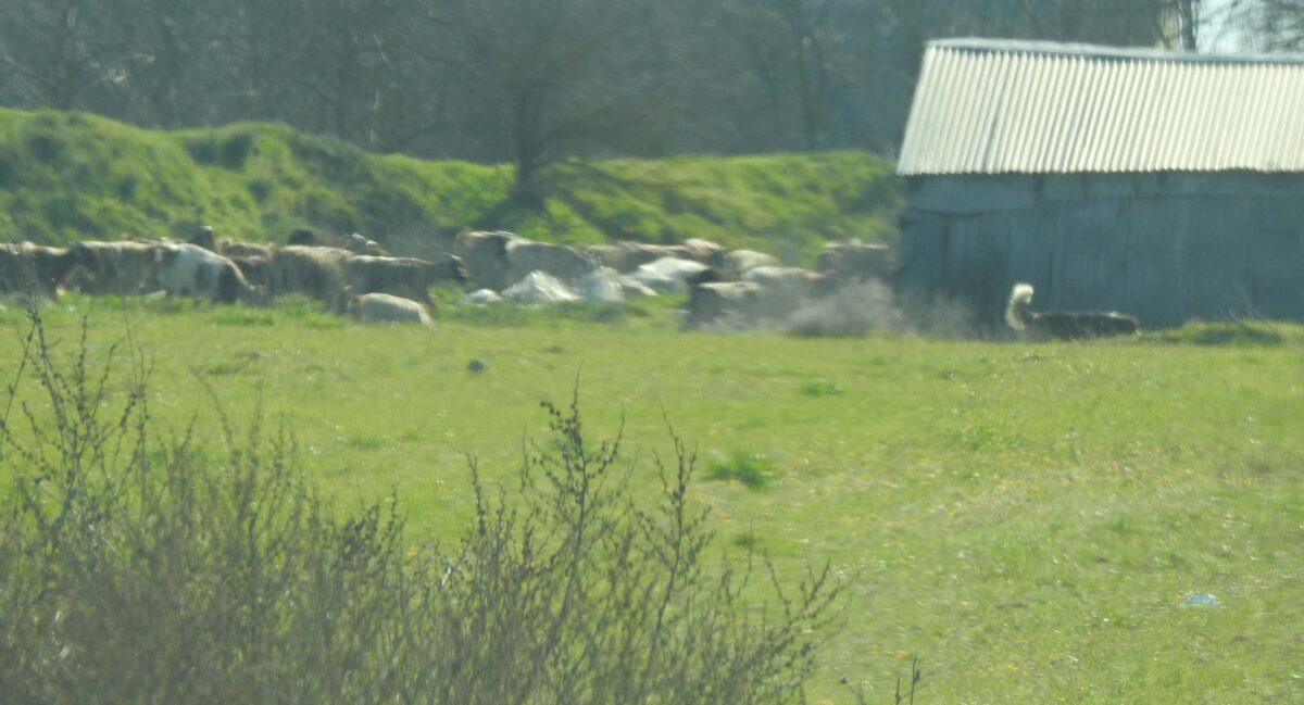 Αφθώδης πυρετός: Συνάντηση με τον Πρωθυπουργό ζητά ο δήμαρχος Λέσβου