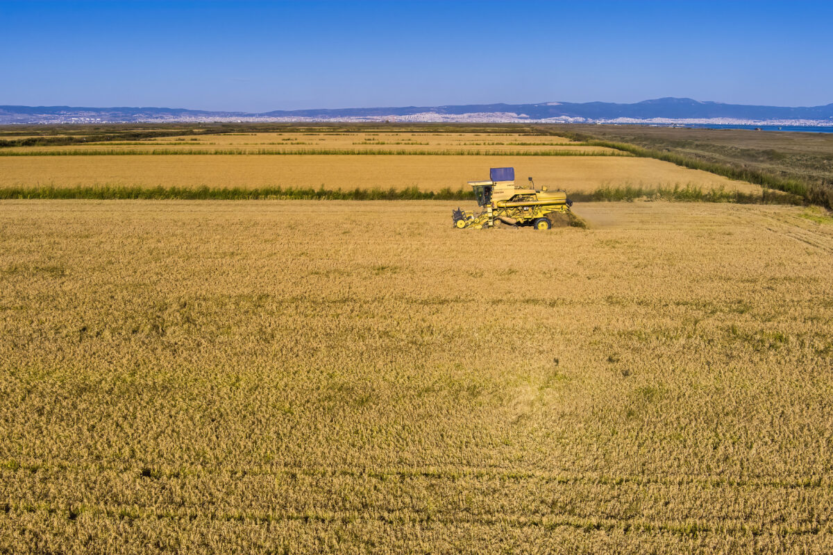 Σε απόγνωση οι ρυζοπαραγωγοί – Πάνω από 4.000 τόνοι ρυζιού παραμένουν στις αποθήκες (VIDEO)