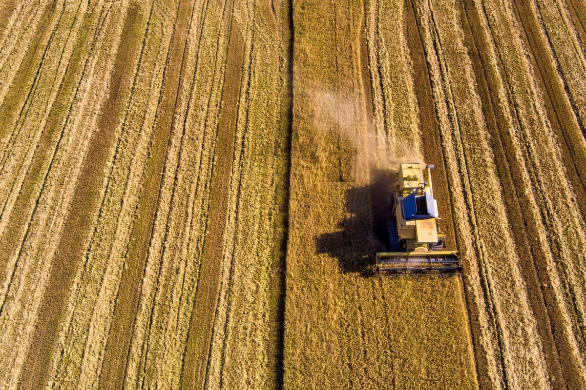 Κεντρική Μακεδονία: Καμπανάκι κινδύνου για το ελληνικό ρύζι – Μέτρα για την επιβίωση των καλλιεργητών