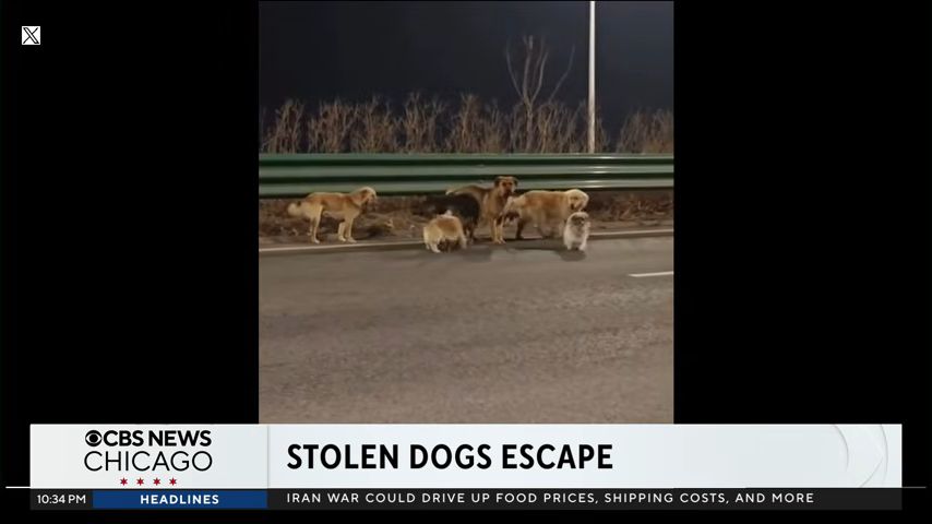 Επτά σκυλιά διένυσαν 17 χιλιόμετρα για να επιστρέψουν σπίτι τους (VIDEO)