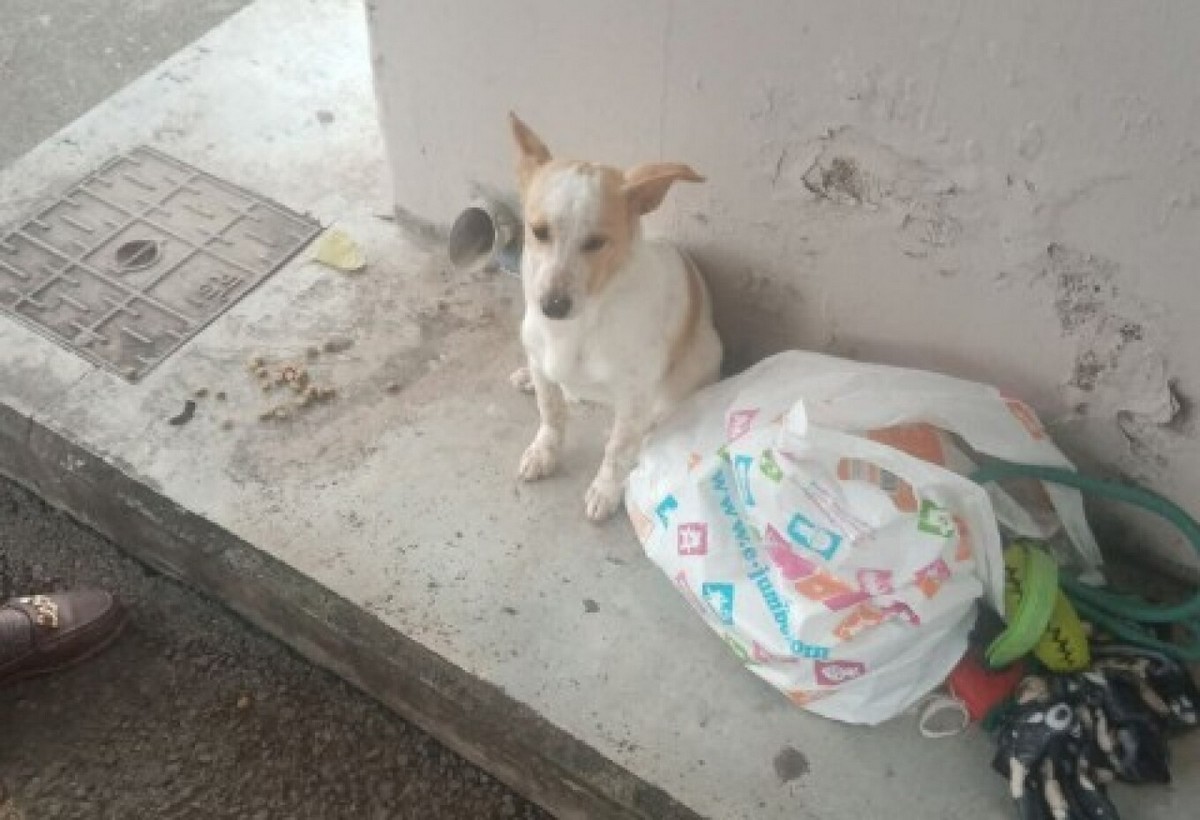 Ραγίζει καρδιές σκύλος που τον εγκατέλειψαν σε στάση λεωφορείου μαζί με τα παιχνίδια του (VIDEO)