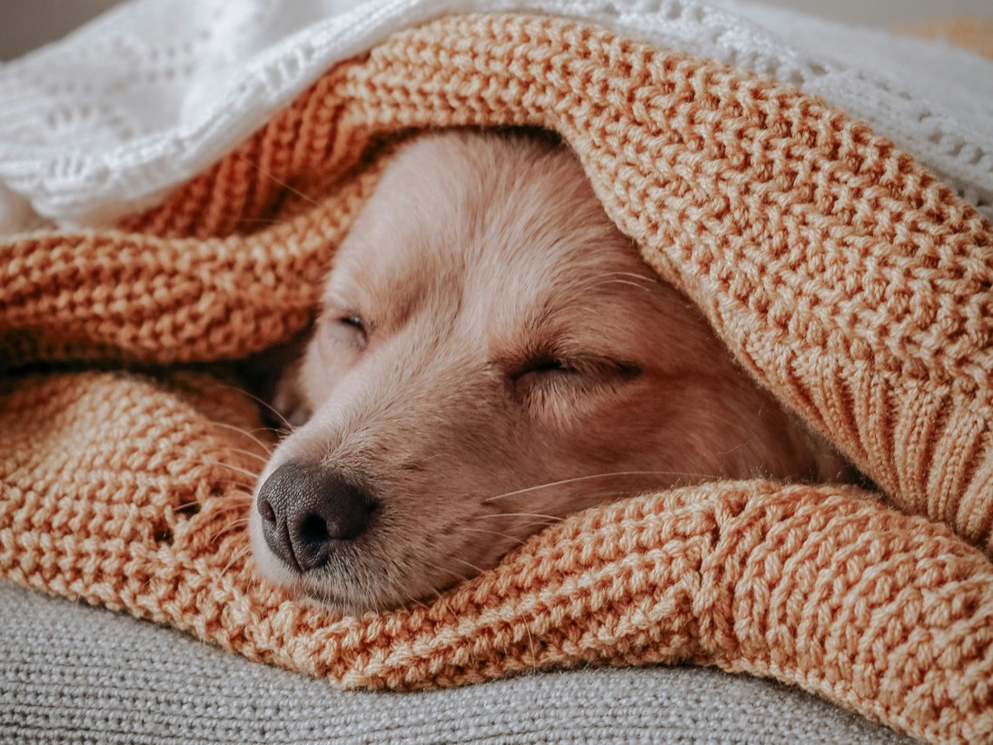 Ποιο είναι το ιδανικό σημείο στο σπίτι για να κοιμάται ο σκύλος μας