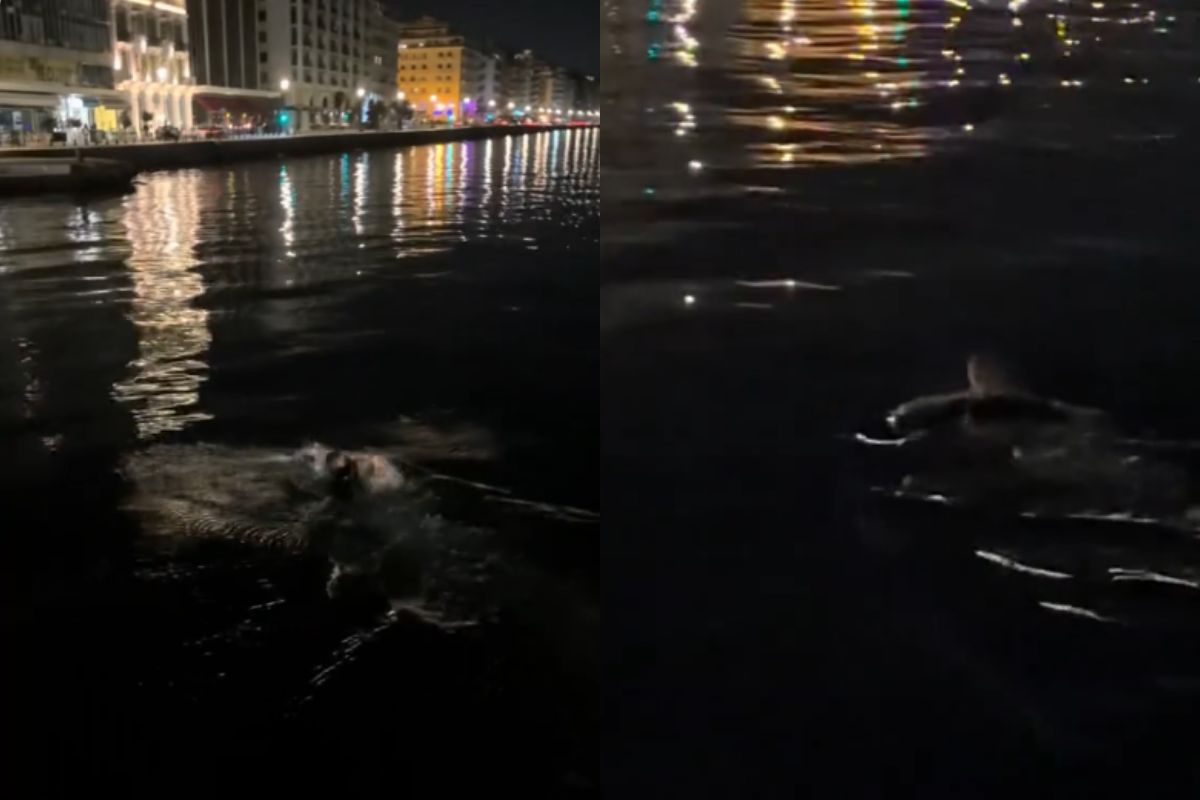 Νεαρός έκανε βραδινές βουτιές στα νερά του Θερμαϊκού (VIDEO)