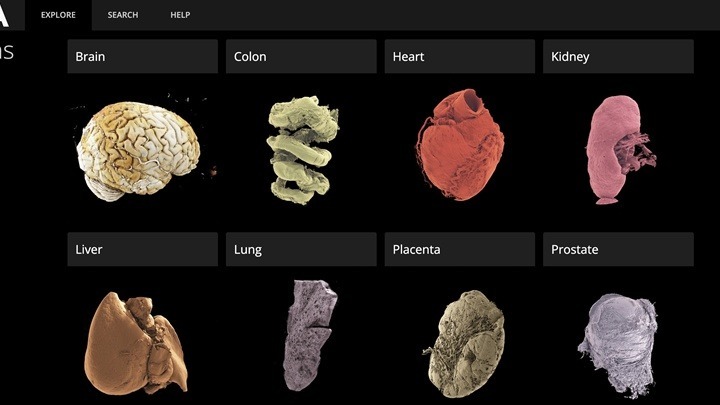 Άτλαντας οργάνων του ανθρώπινου σώματος διαθέσιμος στο διαδίκτυο