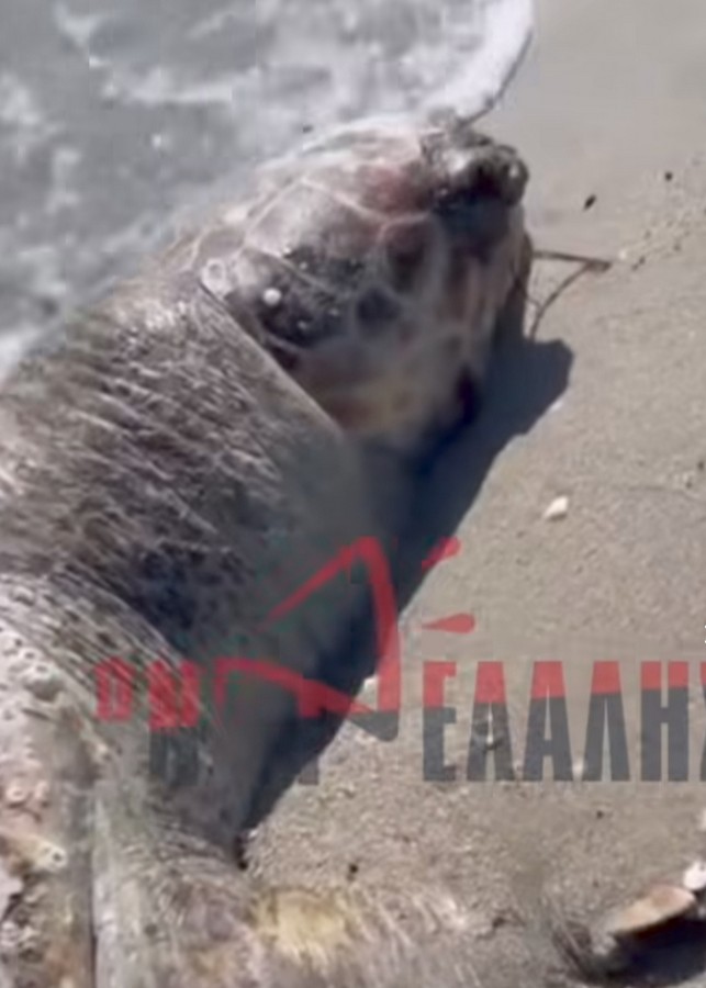 Τεράστια θαλάσσια χελώνα ξεβράστηκε νεκρή σε παραλία της Κατερίνης (VIDEO)