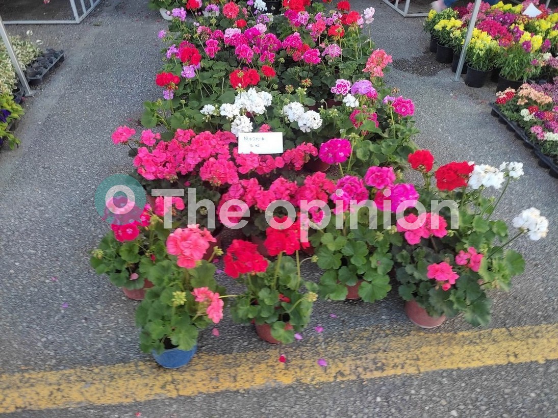 Ξεκινά σήμερα η ανθοέκθεση στον Δήμο Αμπελοκήπων – Μενεμένης με εκδηλώσεις και ελεύθερη είσοδο