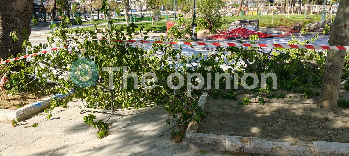 Πυρά Ζέρβα για τις πτώσεις δέντρων: «Αποτελέσματα της εμμονής της Διοίκησης, να… αντιπολιτεύεται τη σωστή διαχείριση του πρασίνου»