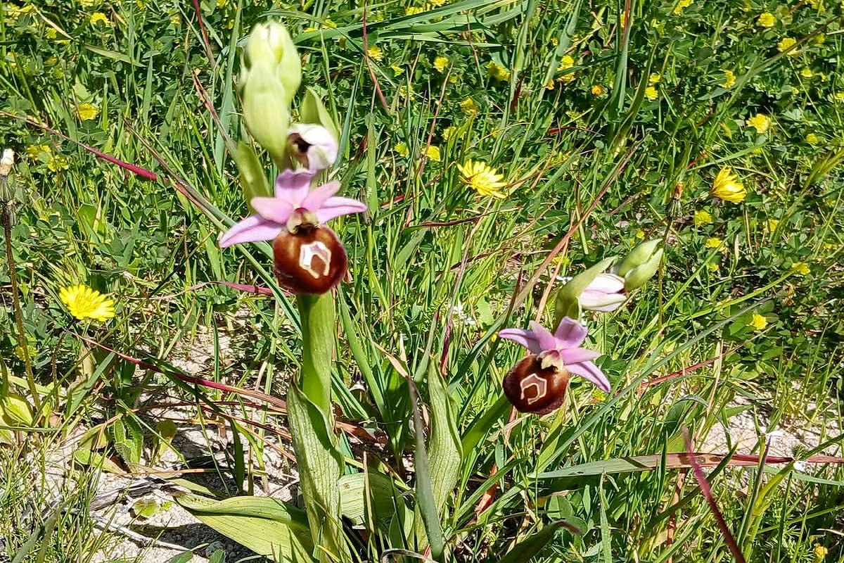 Απολιθωμένο Δάσος Λέσβου: Άγριες ορχιδέες και κορμοί δέντρων 18 εκατ. ετών