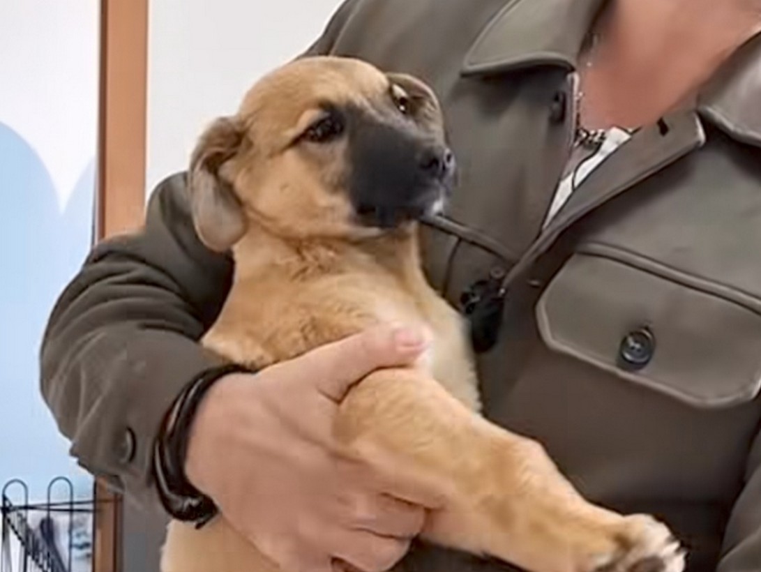 «Δώσε μία δεύτερη ευκαιρία αγάπης»: Δράση ευαισθητοποίησης για την υιοθεσία ενός αδέσποτου από το δημοτικό καταφύγιο Αλεξανδρούπολης (VIDEO)