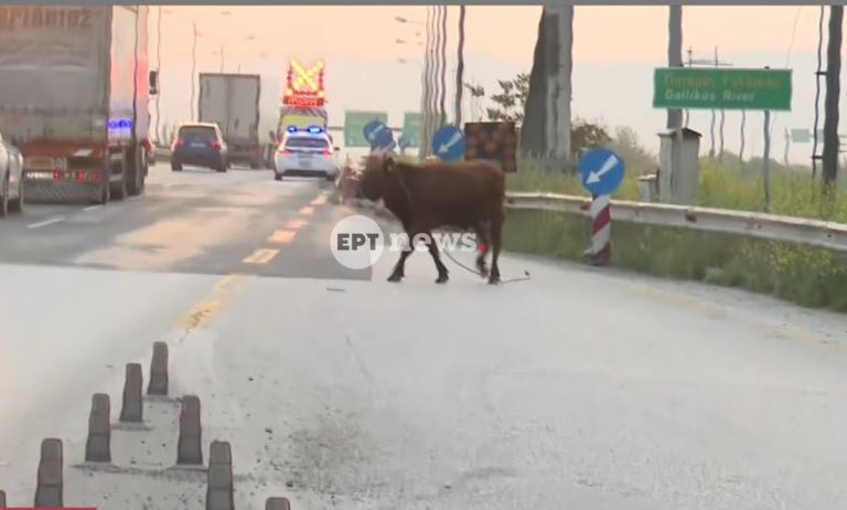 Απίστευτο: Ένα… μοσχαράκι προκαλεί αναστάτωση στην εθνική οδό