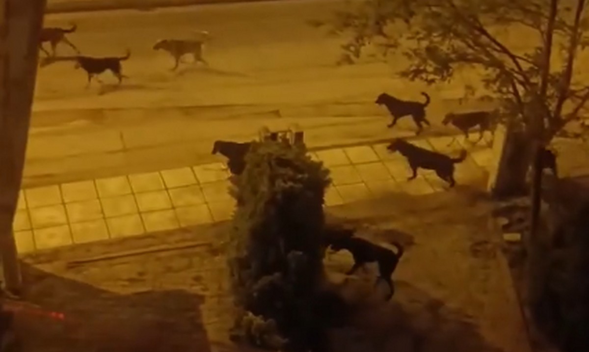 Αγέλη δέκα αδέσποτων σκύλων «κόβει» βόλτες στον δήμο Πυλαίας Χορτιάτη (VIDEO)