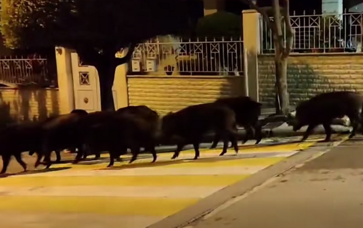 αγριογούρουνων