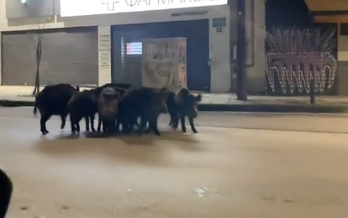 «Συμμορία» αγριογούρουνων στη μέση κεντρικού δρόμου στη Θεσσαλονίκη (VIDEO)