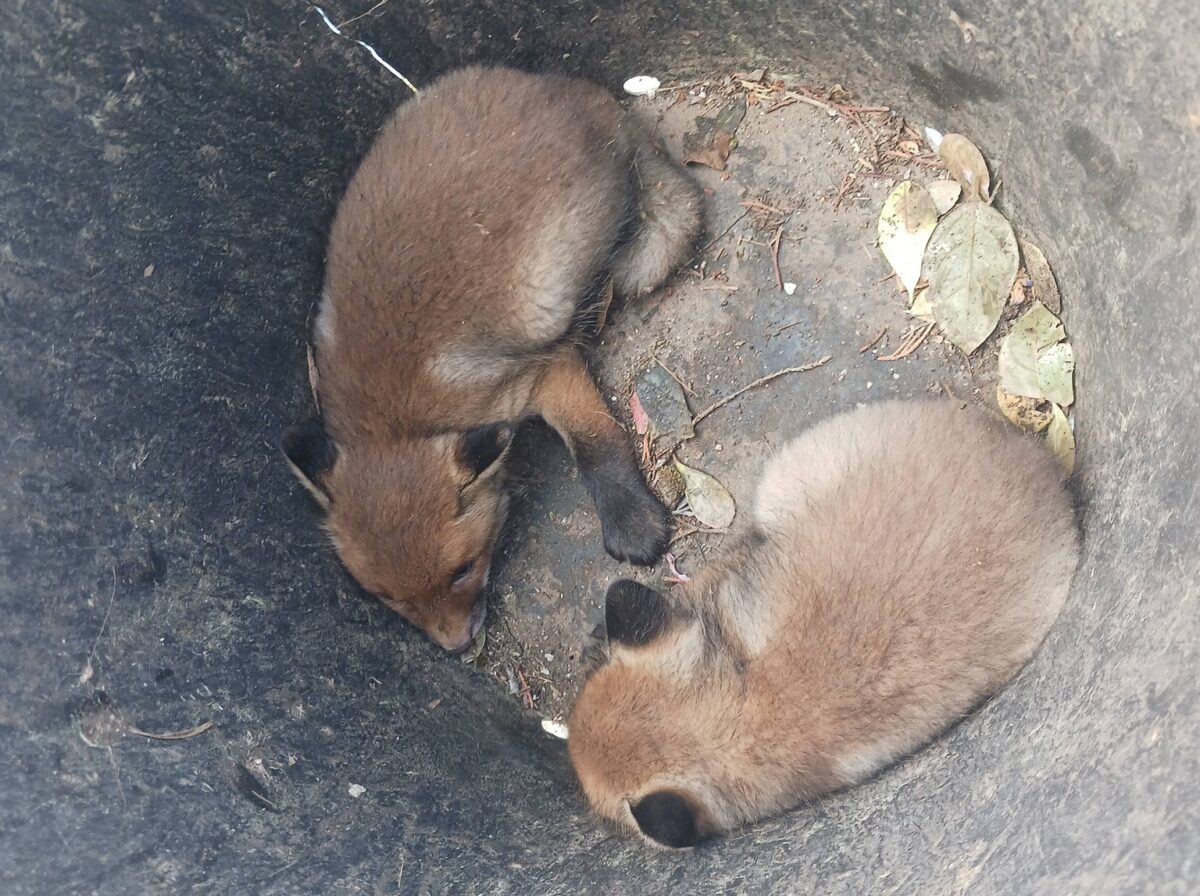 Αίσιο τέλος για δύο αλεπουδάκια που παγιδεύτηκαν σε πισίνα στη Θεσσαλονίκη (VIDEO)