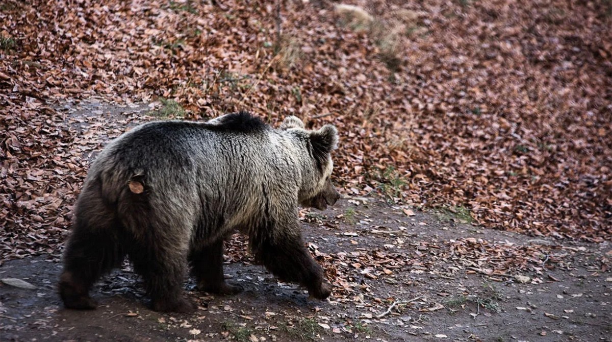 Επιβεβαίωση του TheOpinion: Αρκούδα εθεάθη στο Ωραιόκαστρο – Η ανακοίνωση του δήμου