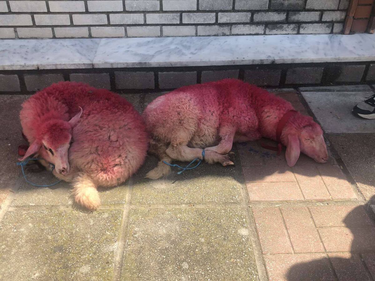 Σοκαριστικές εικόνες στο Καλοχώρι: Έδεσαν αρνιά και τα έβαψαν κόκκινα (ΦΩΤΟ)