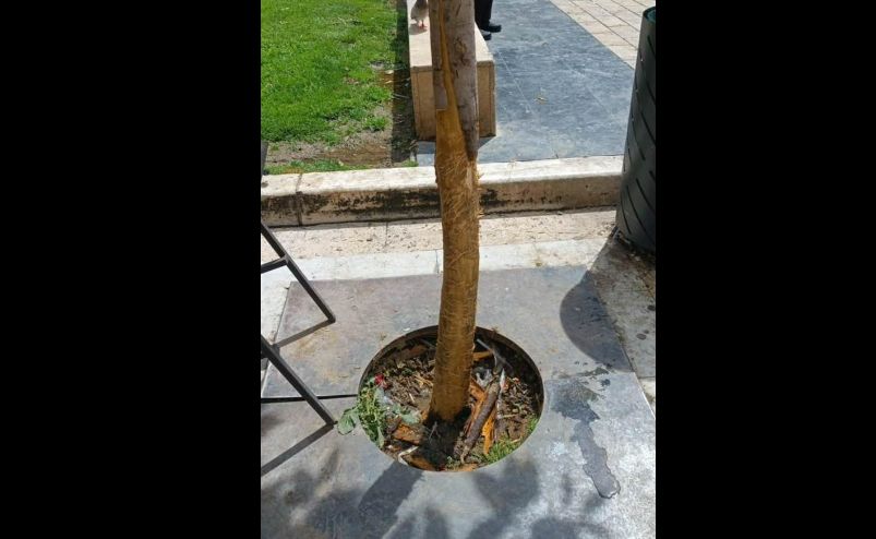 Μήνυση κατά αγνώστων για τους βανδαλισμούς σε δέντρα στην Αριστοτέλους