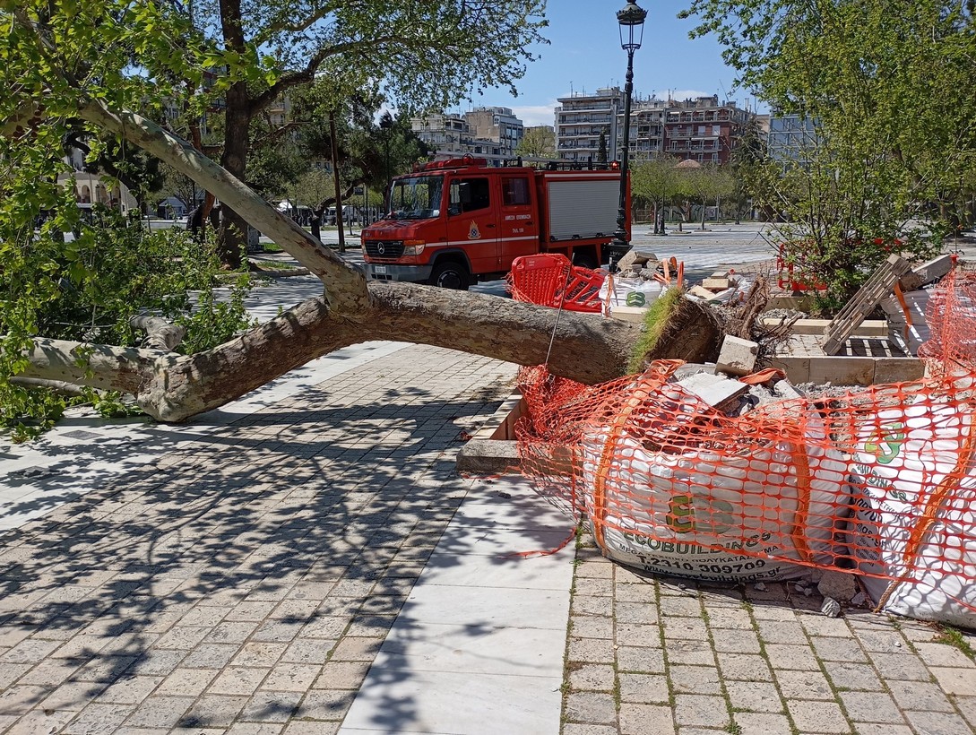 Θεσσαλονίκη: Δύο παιδιά τραυματίστηκαν από πτώση δέντρου