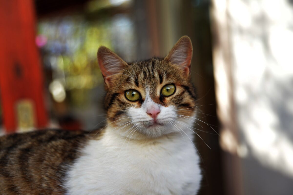 Θέλω να βοηθήσω τις γατούλες της γειτονιάς μου – Από που να αρχίσω;