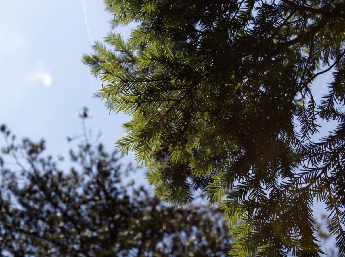 Έρευνα ΑΠΘ: Το σπάνιο δέντρο των ελληνικών βουνών που μπορεί να βοηθήσει στην ανάπτυξη αντικαρκινικών φαρμάκων