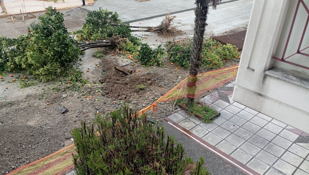 Καλαμαριά: Ξερίζωσαν υγιή δέντρα στην Κηφισιά (ΦΩΤΟ)