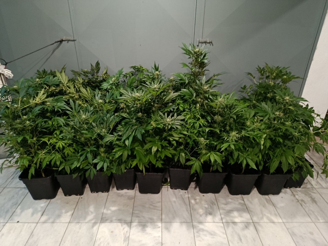 Θεσσαλονίκη: 47χρονος «έστησε» εργαστήρι ινδικής κάνναβης στο σπίτι του (VIDEO)