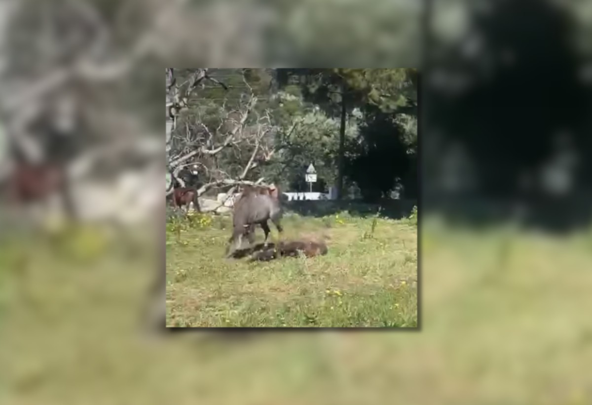 Πυροβόλησαν αλογάκι και το άφησαν να ξεψυχήσει αβοήθητο