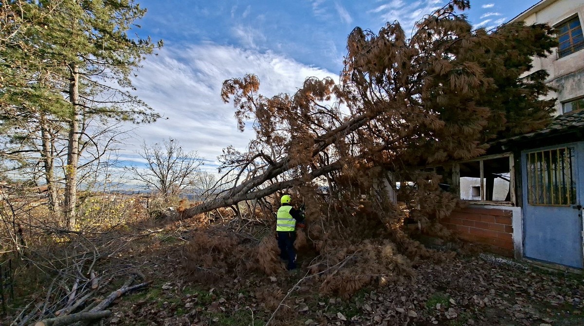 Ολοκληρώθηκαν κοπές και κλαδέματα σχεδόν 500 επικίνδυνων δέντρων στον δήμο Λαγκαδά