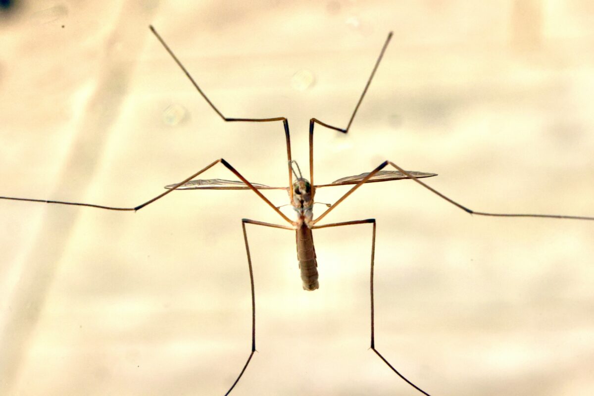 Τι πρέπει να κάνουμε όταν βλέπουμε τα έντομα που μοιάζουν με γιγάντια κουνούπια