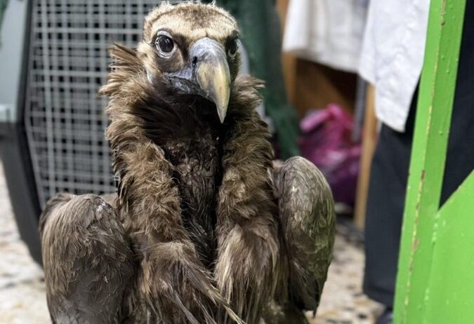 Ο μαυρόγυπας «Ιωάννα» επέστρεψε στη Δαδιά (ΦΩΤΟ)