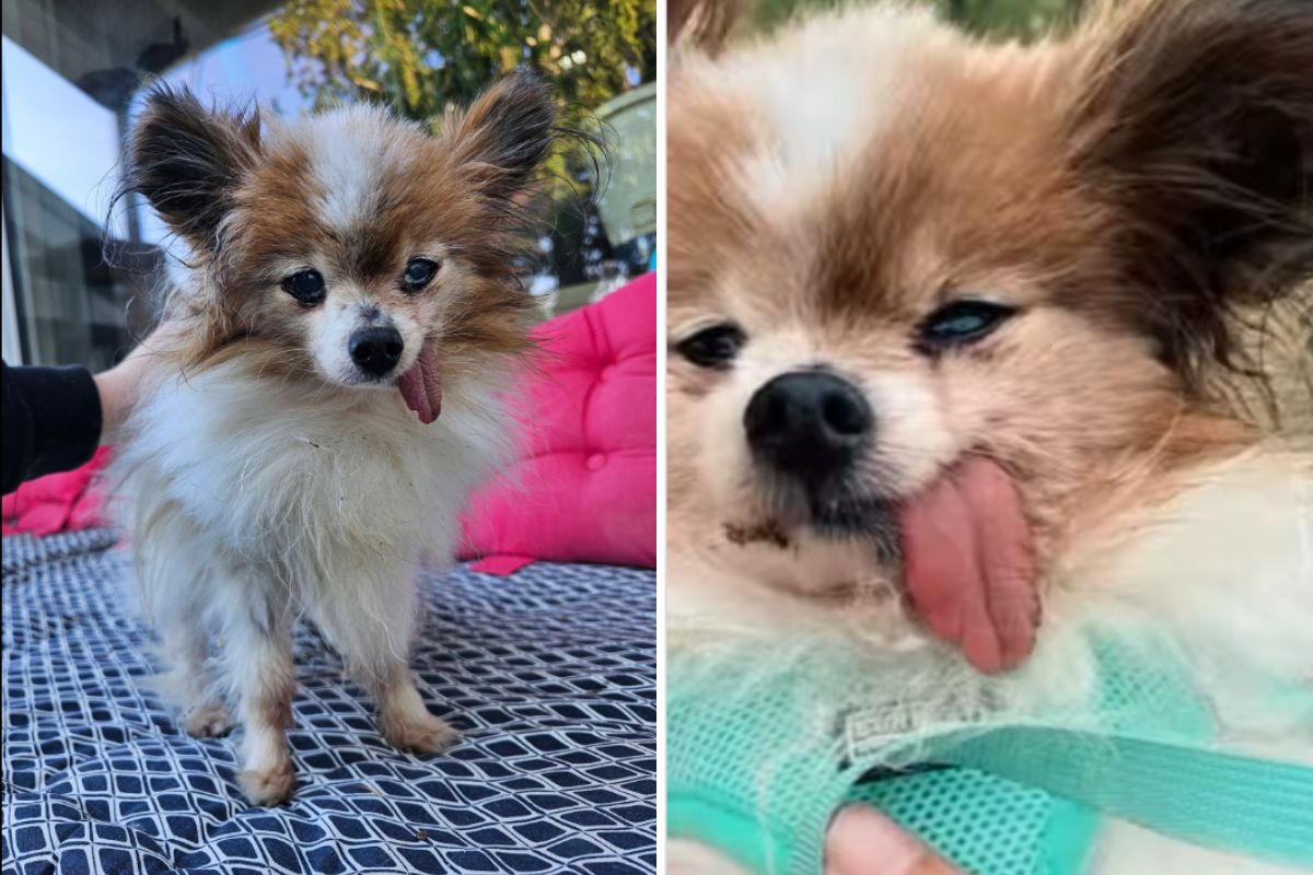 Ο «Λάζαρος» έκλεισε τα 30 του χρόνια και διεκδικεί θέση στο βιβλίο των Ρεκόρ Γκίνες