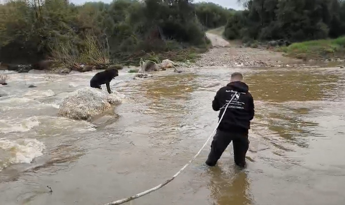 Απίστευτη επιχείρηση διάσωσης δύο σκυλιών που «εγκλωβίστηκαν» τον Ολύνθιο ποταμό (VIDEO)