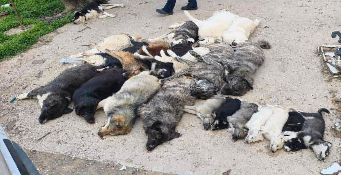 «Έγκλημα» στον Πολύγυρο: Μήνυση κατ’ αγνώστων από τον δήμο για τον θάνατο 21 σκύλων
