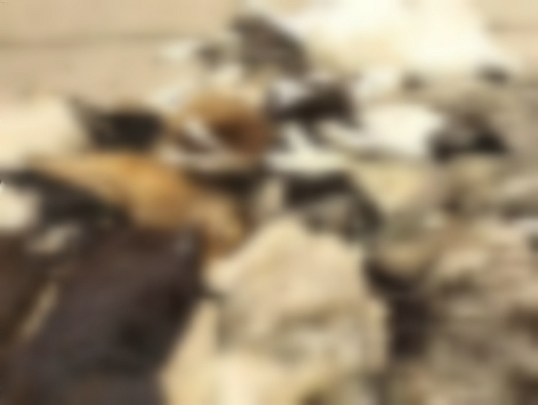 Χαλκιδική: Άγνωστος σκότωσε με φόλες πάνω από 20 αδέσποτα σκυλιά και κουτάβια (VIDEO)