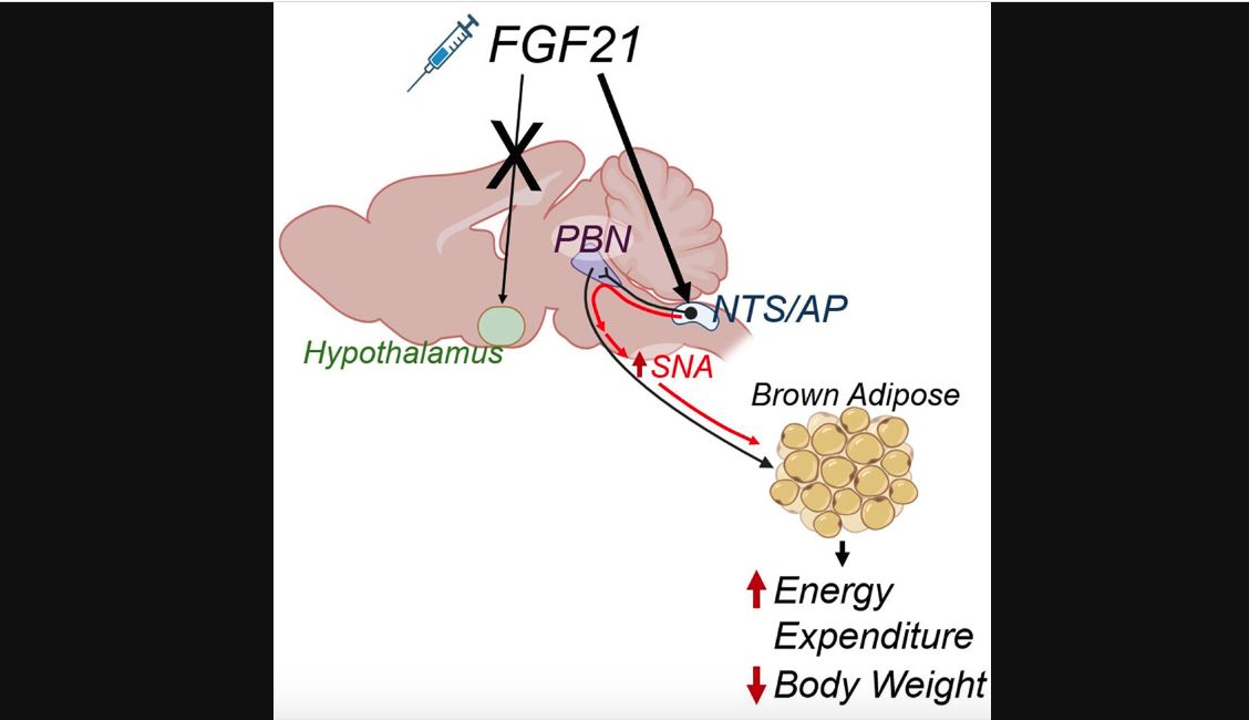 Φυσική «καυτή» ορμόνη που καίει το λίπος χωρίς δίαιτα και ενέσεις!