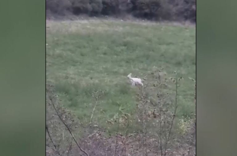 Σπάνια ζαρκάδια εντοπίστηκαν στην Ημαθία (VIDEO)