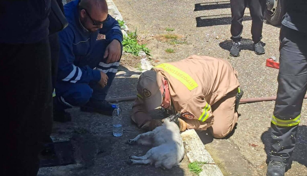 Ηρωική διάσωση ηλικιωμένης και του σκύλου της από πυροσβέστες