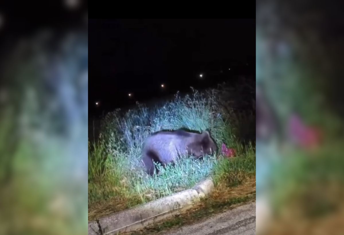 Καστοριά: Αρκούδα έκανε την εμφάνισή της έξω από σχολείο (VIDEO)