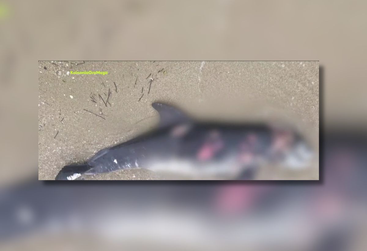 Ξεβράστηκε νεκρό δελφινάκι στον Θερμαϊκό και το…πέταξαν στα σκουπίδια (VIDEO)