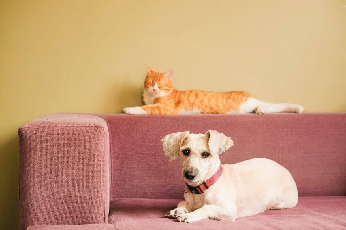 pet friendly