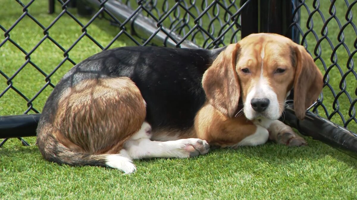 Διέσωσαν 1500 Beagles που προορίζονταν για πειράματα