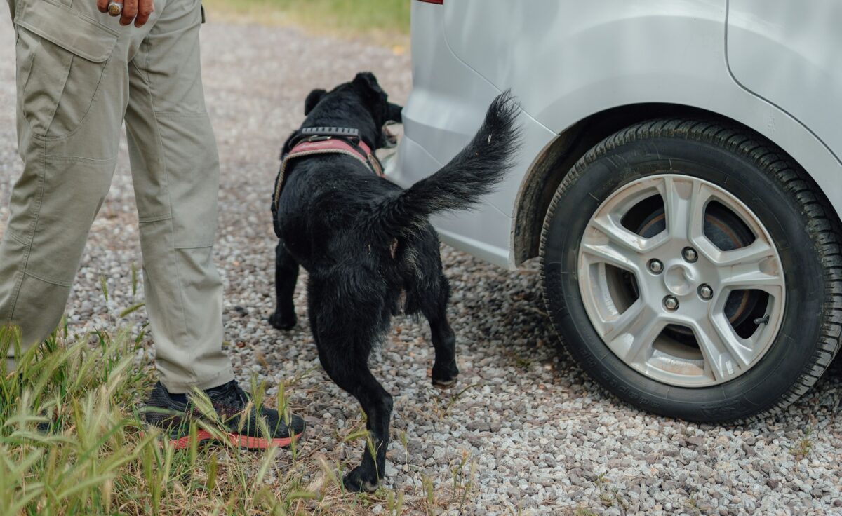 Γιατί οι σκύλοι «σημαδεύουν» τα λάστιχα των αυτοκινήτων