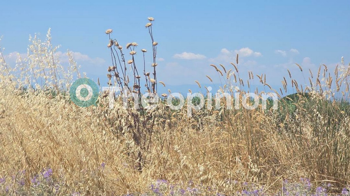 «Έπνιξαν» τα χόρτα τον δήμο Θερμαϊκού (ΦΩΤΟ)