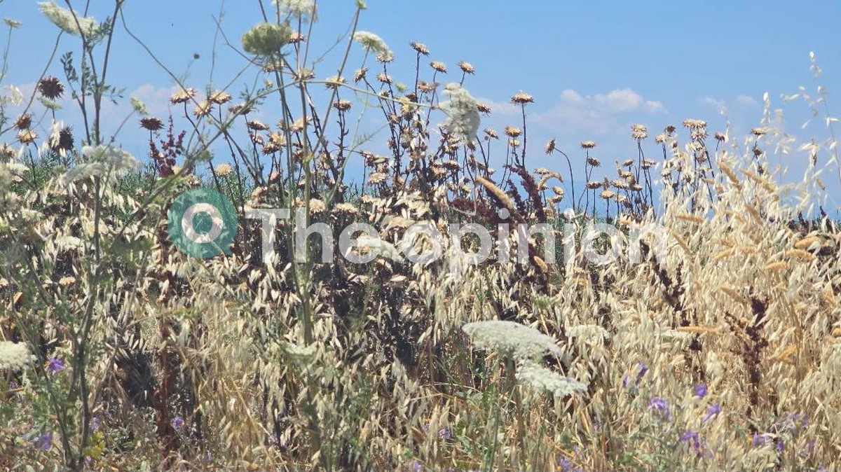 «Έπνιξαν» τα χόρτα τον δήμο Θερμαϊκού (ΦΩΤΟ)