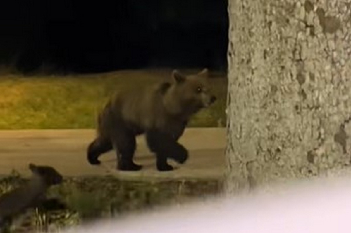 Αρκούδες βγήκαν… βόλτα στην Καστοριά (VIDEO)