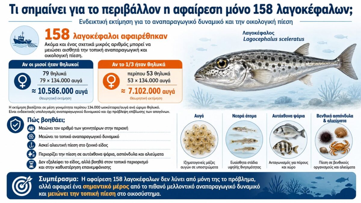 λαγοκέφαλος