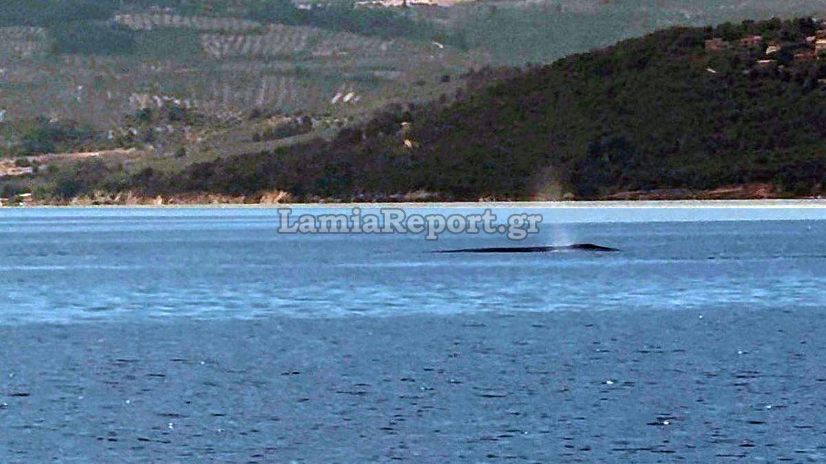 Φάλαινα εμφανίστηκε στον Βόρειο Ευβοϊκό και εντυπωσίασε λουόμενους (VIDEO)