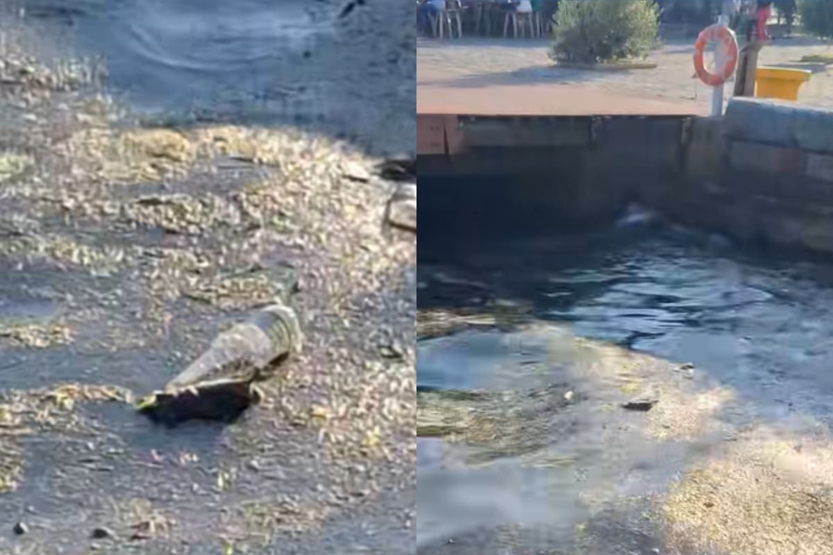 Αποκρουστική εικόνα στον Θερμαϊκό (VIDEO)